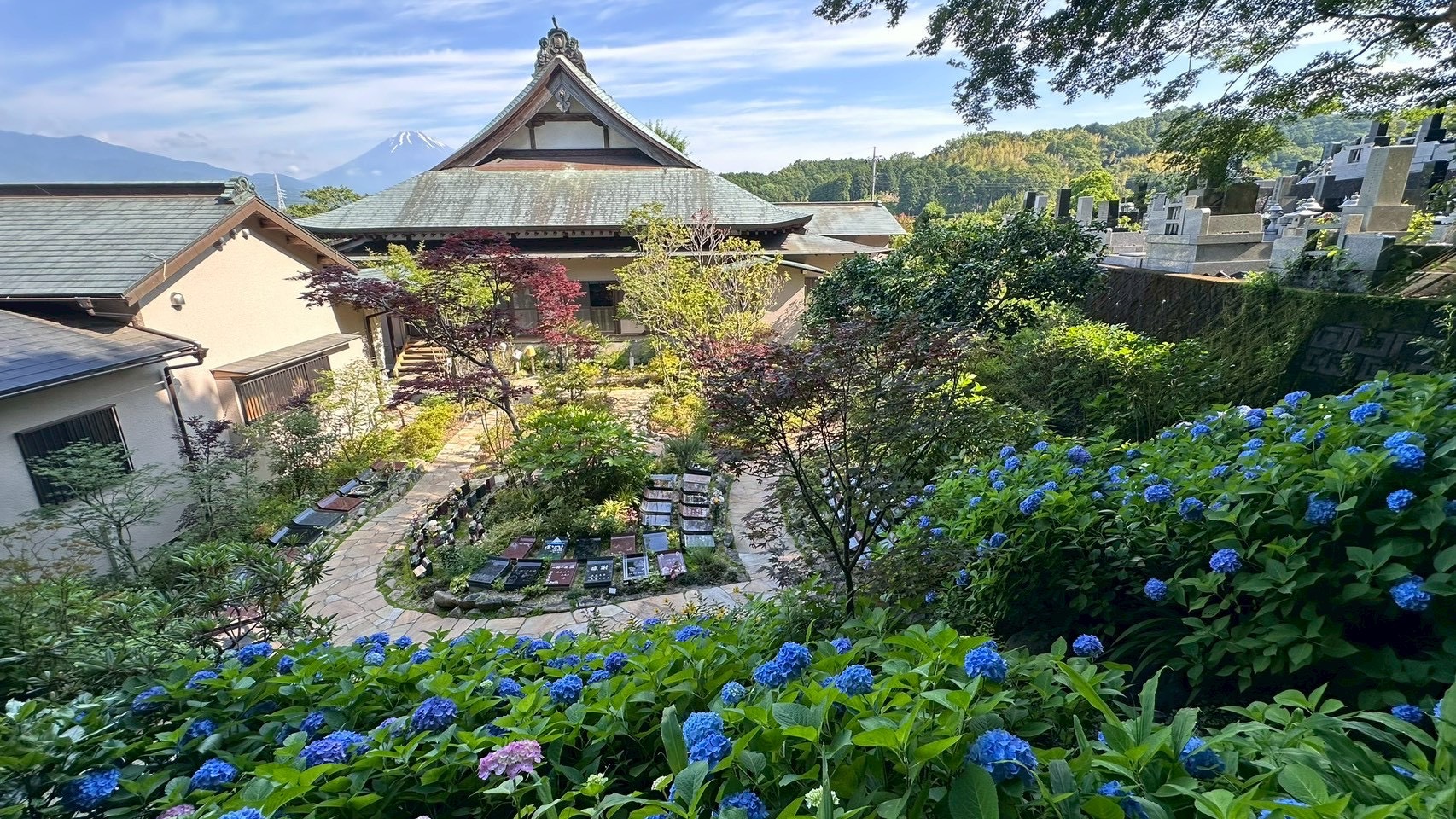 紫陽花に囲まれた樹木葬と光明寺本堂、富士山