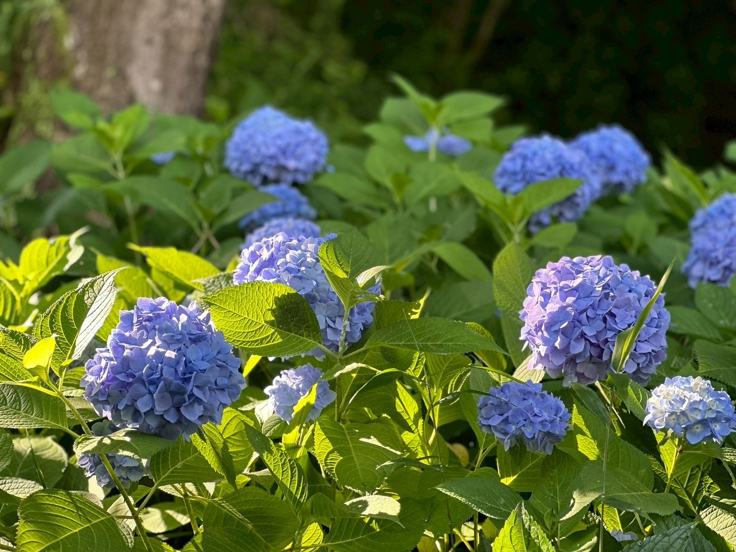 光明寺の境内に咲く紫陽花
